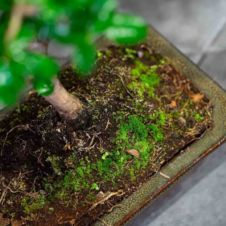 Бонсай Кармона - «Простота Ухода» Бонсай Кармона - «Простота Ухода»