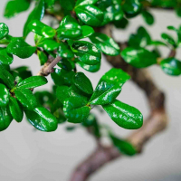 Бонсай Кармона - «Простота Ухода» Бонсай Кармона - «Простота Ухода»