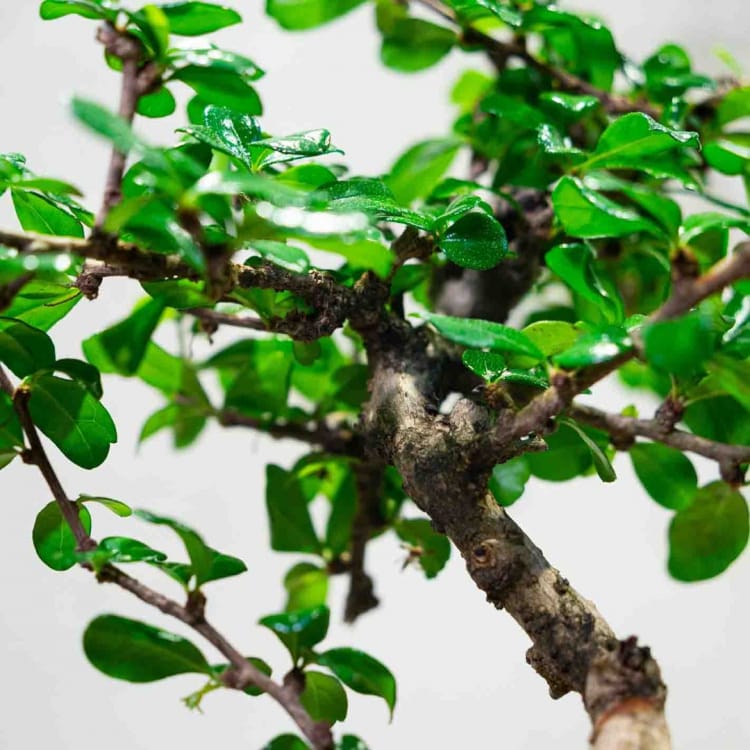 Бонсай Кармона - «Простота Ухода» Бонсай Кармона - «Простота Ухода»