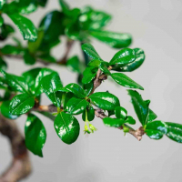 Бонсай Кармона - «Простота Ухода» Бонсай Кармона - «Простота Ухода»