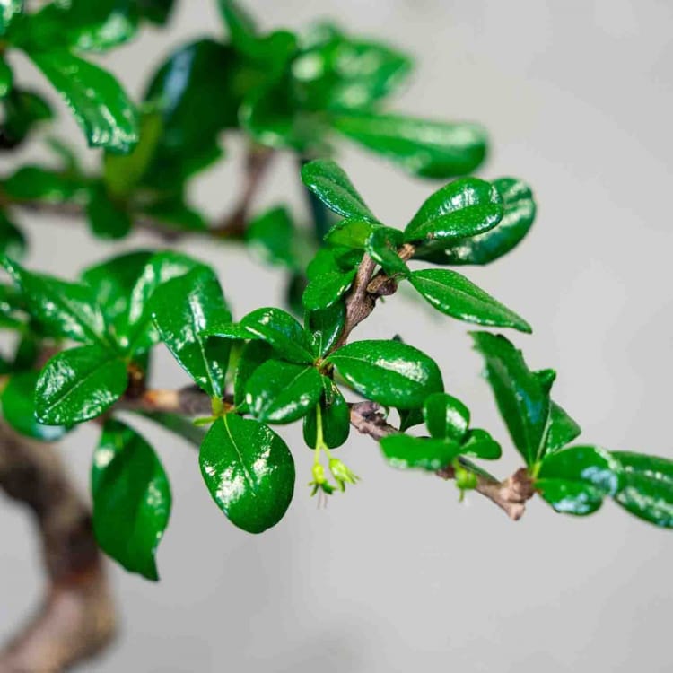 Бонсай Кармона - «Простота Ухода» Бонсай Кармона - «Простота Ухода»