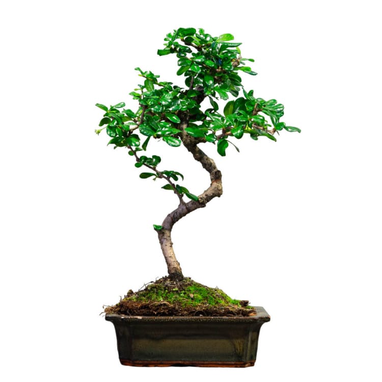 Бонсай Кармона - «Простота Ухода» Бонсай Кармона - «Простота Ухода»