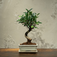 Бонсай - Баньян в белой плошке