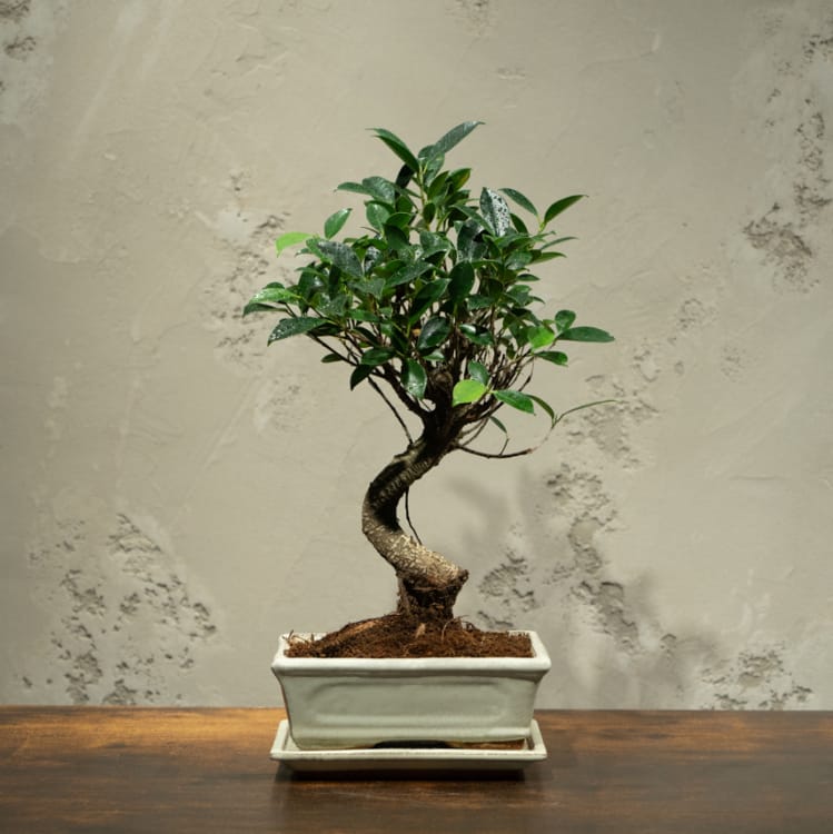 Бонсай - Баньян в белой плошке