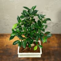 Бонсай - Баньян в белой плошке