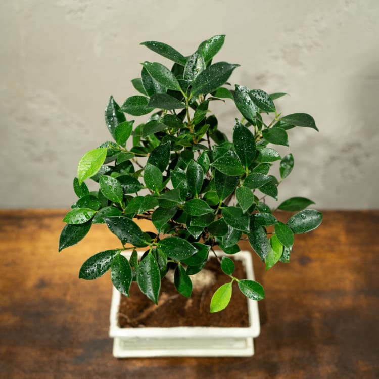 Бонсай - Баньян в белой плошке