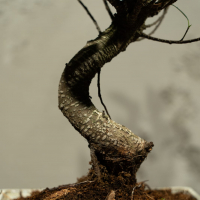 Бонсай - Баньян в белой плошке