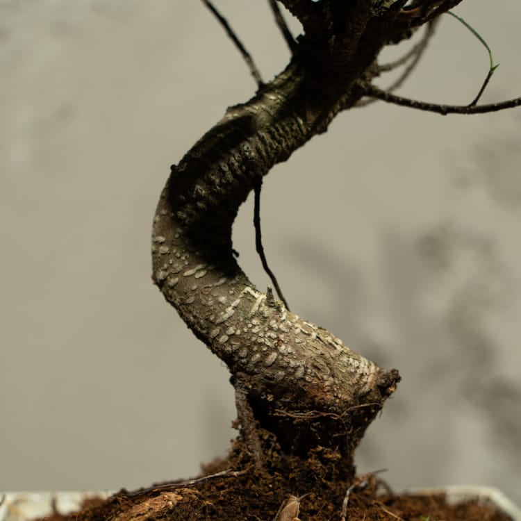 Бонсай - Баньян в белой плошке