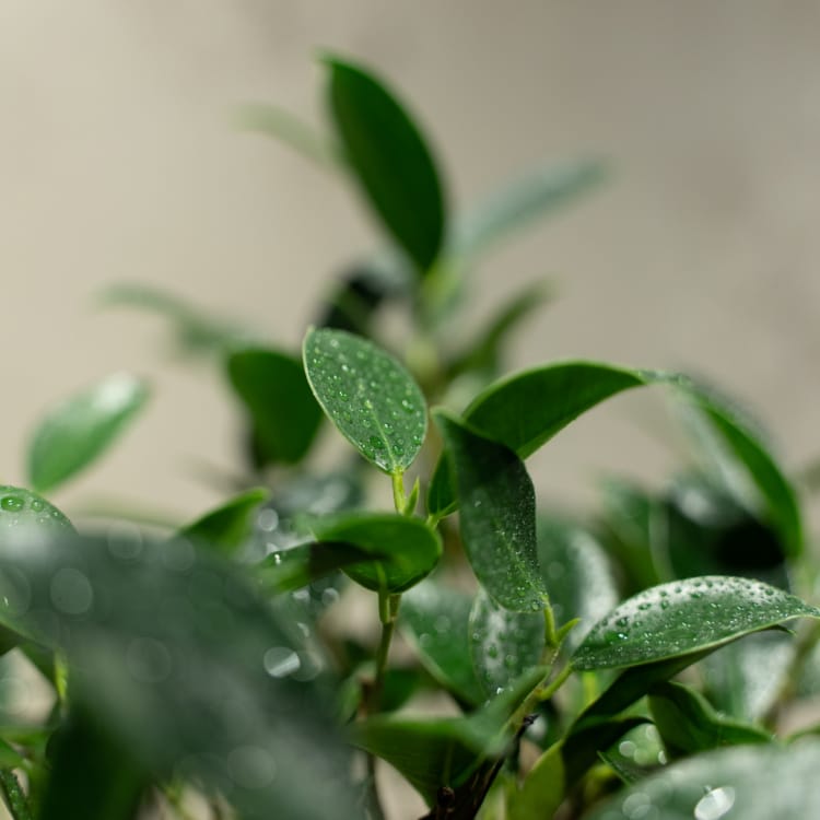 Бонсай - Баньян в белой плошке