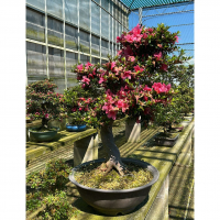 Бонсай Азалия Коллекционный экземпляр Бонсай Азалия Коллекционный экземпляр