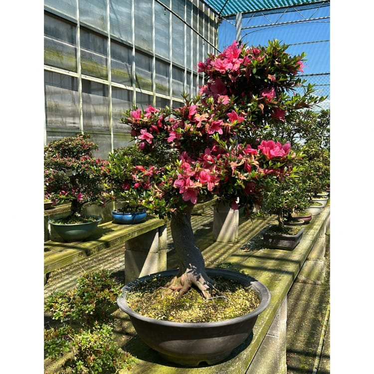 Бонсай Азалия Коллекционный экземпляр Бонсай Азалия Коллекционный экземпляр