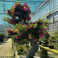 Бонсай Азалия Коллекционный экземпляр Бонсай Азалия Коллекционный экземпляр