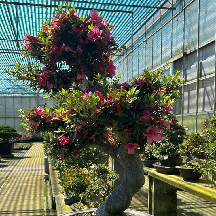 Бонсай Азалия Коллекционный экземпляр Бонсай Азалия Коллекционный экземпляр