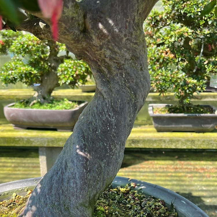 Бонсай Азалия Коллекционный экземпляр Бонсай Азалия Коллекционный экземпляр