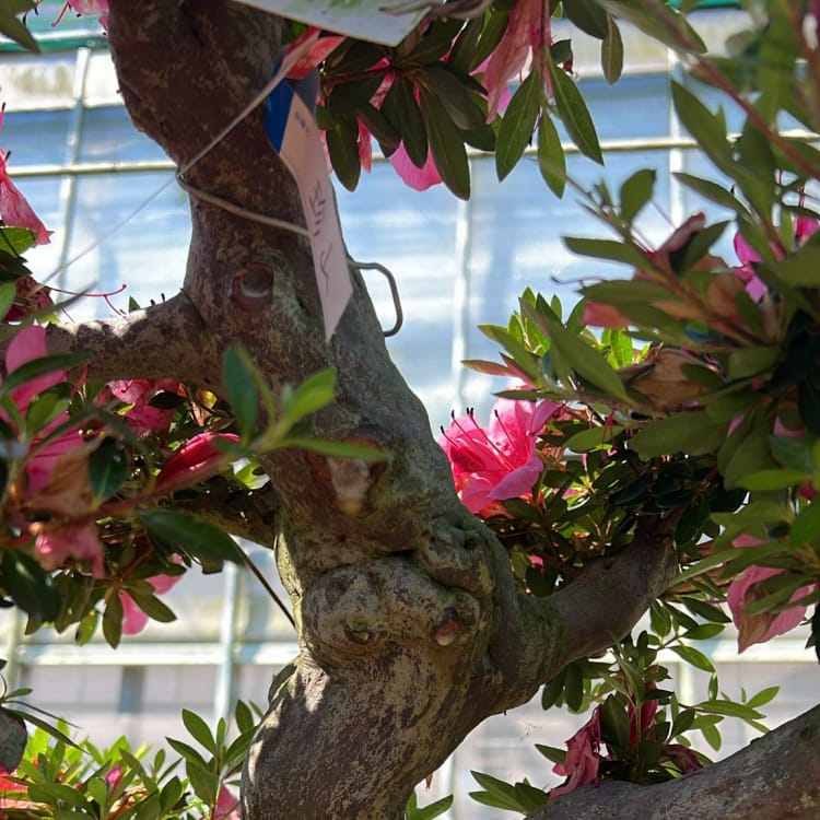 Бонсай Азалия Коллекционный экземпляр Бонсай Азалия Коллекционный экземпляр