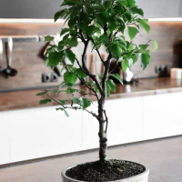 Бонсай - Береза 70 Бонсай - Береза 70