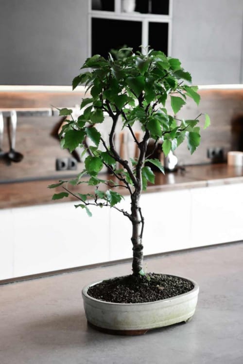 Бонсай - Береза 70 Бонсай - Береза 70