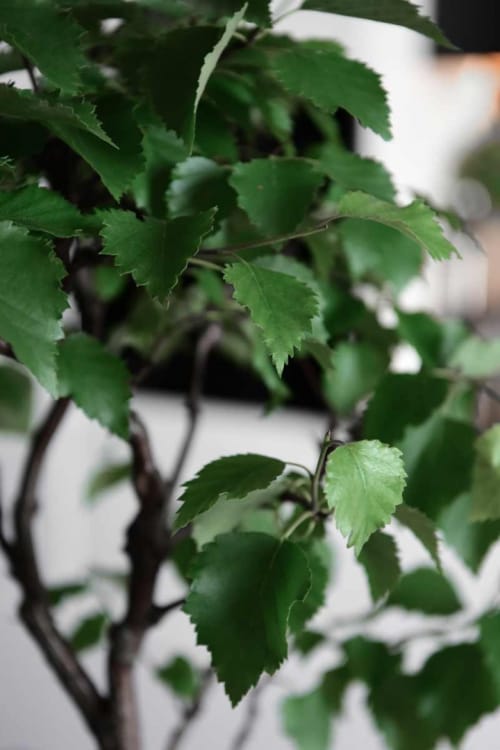 Бонсай - Береза 70 Бонсай - Береза 70