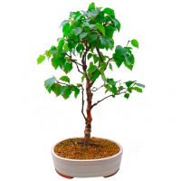 Бонсай - Береза 70 Бонсай - Береза 70