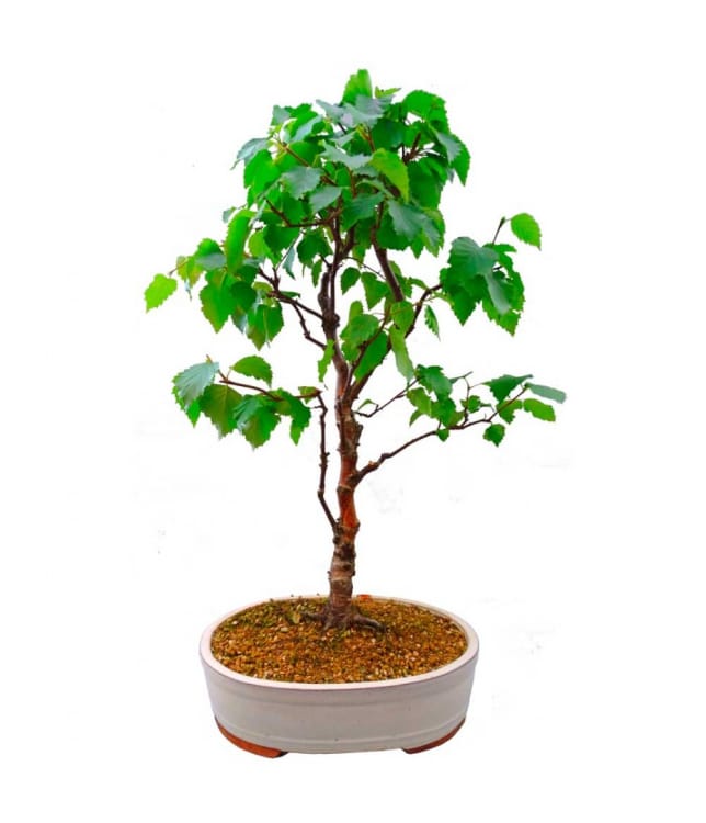 Бонсай - Береза 70 Бонсай - Береза 70