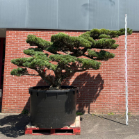 Бонсай Сосна Ниваки Эксклюзивный экземпляр Бонсай Сосна Ниваки Эксклюзивный экземпляр