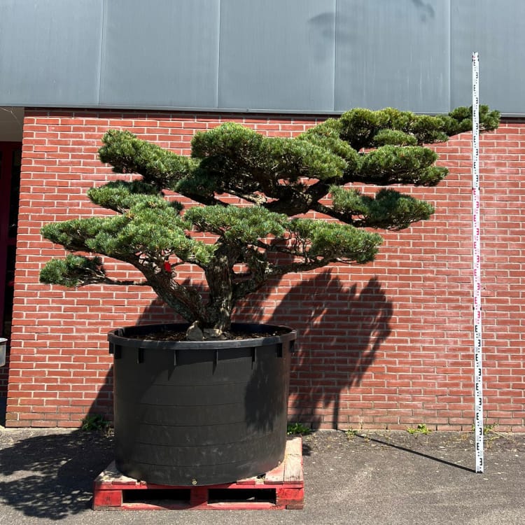 Бонсай Сосна Ниваки Эксклюзивный экземпляр Бонсай Сосна Ниваки Эксклюзивный экземпляр