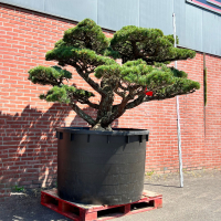 Бонсай Сосна Ниваки Эксклюзивный экземпляр Бонсай Сосна Ниваки Эксклюзивный экземпляр