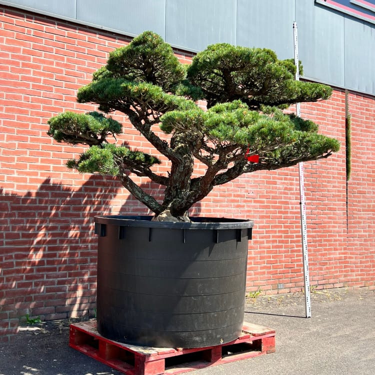 Бонсай Сосна Ниваки Эксклюзивный экземпляр Бонсай Сосна Ниваки Эксклюзивный экземпляр