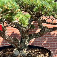 Бонсай Сосна Ниваки Эксклюзивный экземпляр Бонсай Сосна Ниваки Эксклюзивный экземпляр