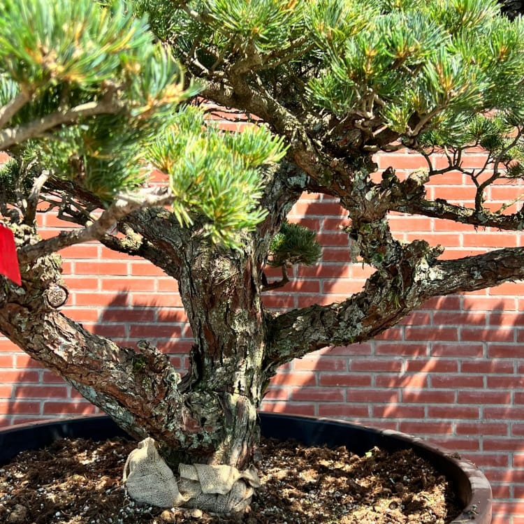 Бонсай Сосна Ниваки Эксклюзивный экземпляр Бонсай Сосна Ниваки Эксклюзивный экземпляр