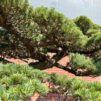 Бонсай Сосна Ниваки Эксклюзивный экземпляр Бонсай Сосна Ниваки Эксклюзивный экземпляр