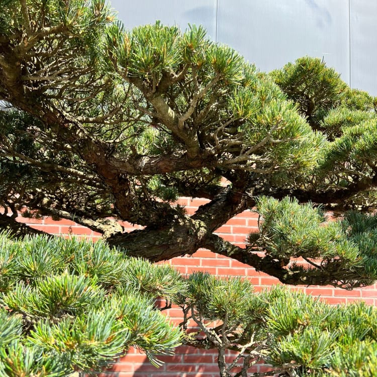 Бонсай Сосна Ниваки Эксклюзивный экземпляр Бонсай Сосна Ниваки Эксклюзивный экземпляр