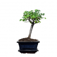 Бонсай Вяз - «Грация» Бонсай Вяз - «Грация»