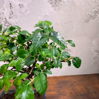 Бонсай Вяз - «Грация» Бонсай Вяз - «Грация»