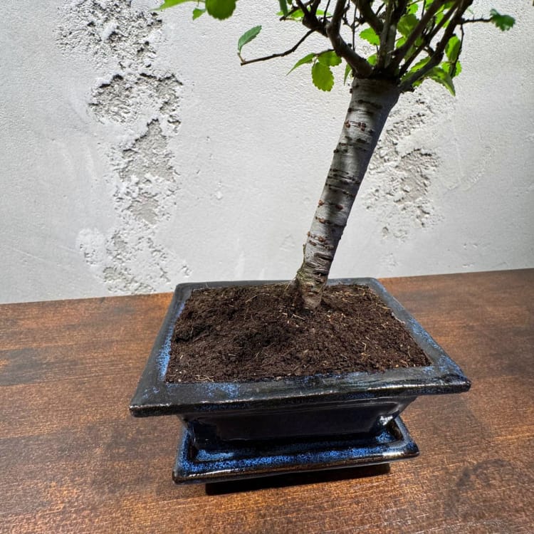 Бонсай Вяз - «Грация» Бонсай Вяз - «Грация»