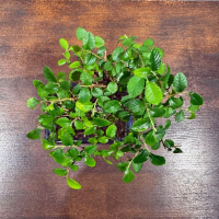 Бонсай Вяз - «Грация» Бонсай Вяз - «Грация»