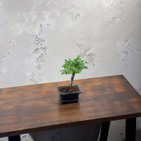 Бонсай Вяз - «Грация» Бонсай Вяз - «Грация»