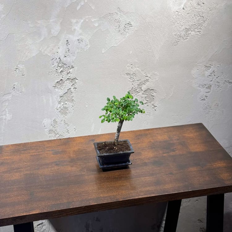 Бонсай Вяз - «Грация» Бонсай Вяз - «Грация»