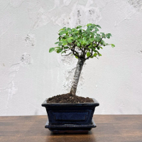 Бонсай Вяз - «Грация» Бонсай Вяз - «Грация»