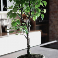 Бонсай - Береза 70 Бонсай - Береза 70