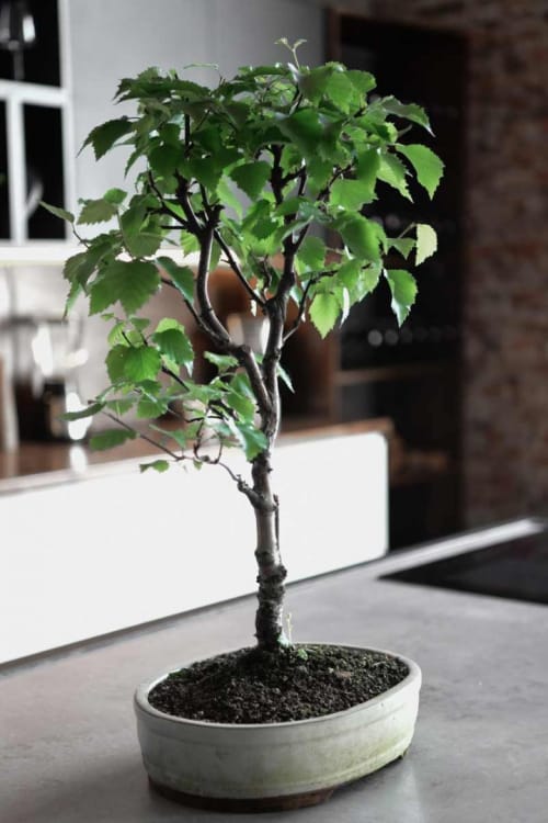 Бонсай - Береза 70 Бонсай - Береза 70