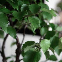 Бонсай - Береза 70 Бонсай - Береза 70