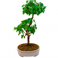 Бонсай - Береза 70 Бонсай - Береза 70