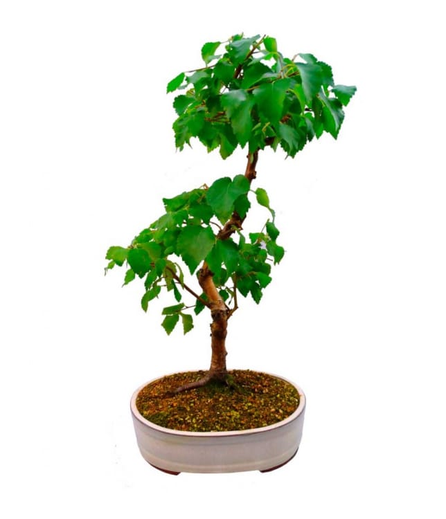 Бонсай - Береза 70 Бонсай - Береза 70