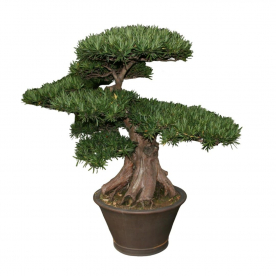 Бонсай - Подокарпус Эксклюзив