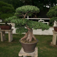 Бонсай - Подокарпус Эксклюзив