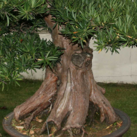 Бонсай - Подокарпус Эксклюзив