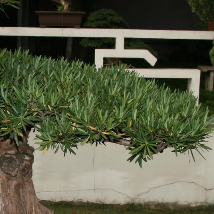 Бонсай - Подокарпус Эксклюзив