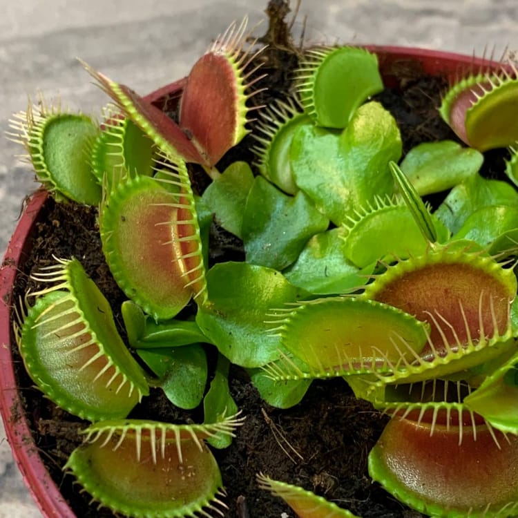 Дионея Венерина Мухоловка D12 Дионея Венерина Мухоловка D12