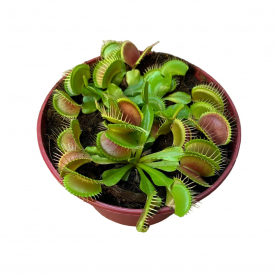 Дионея Венерина Мухоловка D12